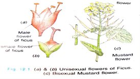 KK6BioSEP2104