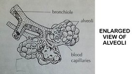 KK6bioJAN2511