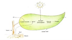 KK7BioSEP2108